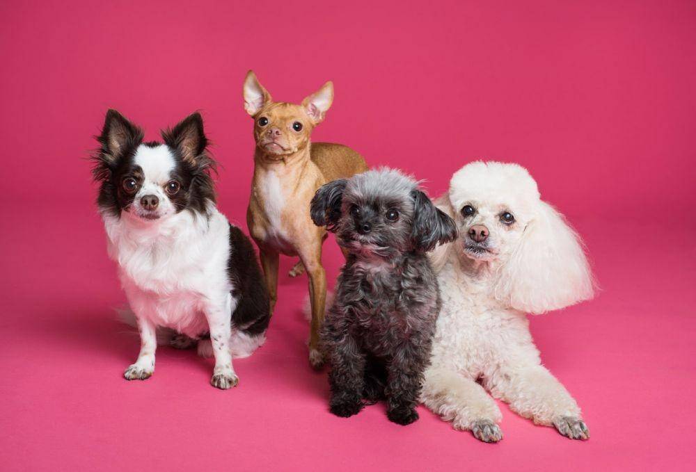 ilustrasi anjing (Pexels/Goochie Poochie Grooming)