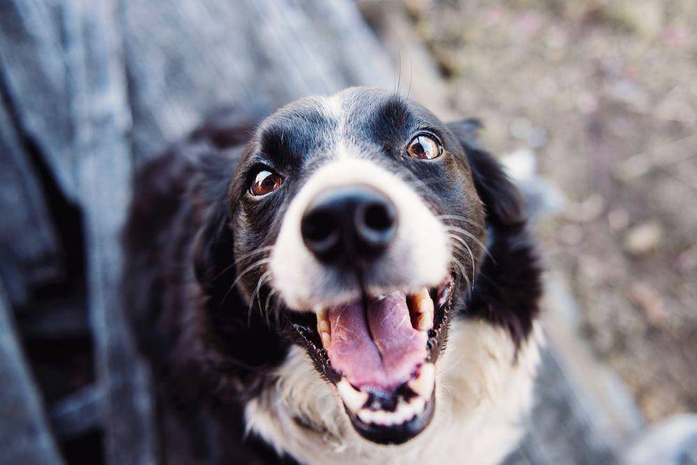 ilustrasi hidung anjing (Pexels/Kat Smith)