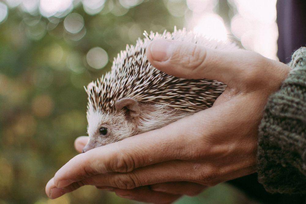 ilustrasi landak mini (pexels.com/Svetlana Romashenko)