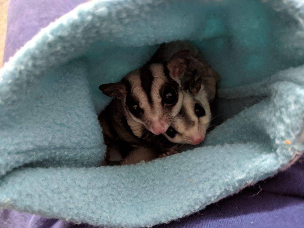 ilustrasi Sugar Gliders (Pexels/Tabitha Favor)