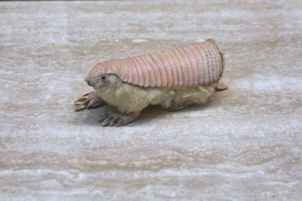 Pink Fairy Armadillo (Wikimedia Commons/Cliff)