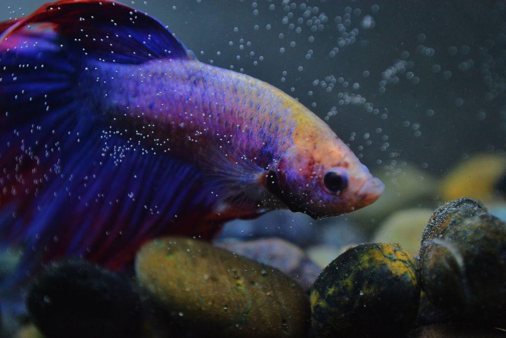 11 Jenis Ikan Cupang Termahal, Lebih dari Harga Motor!