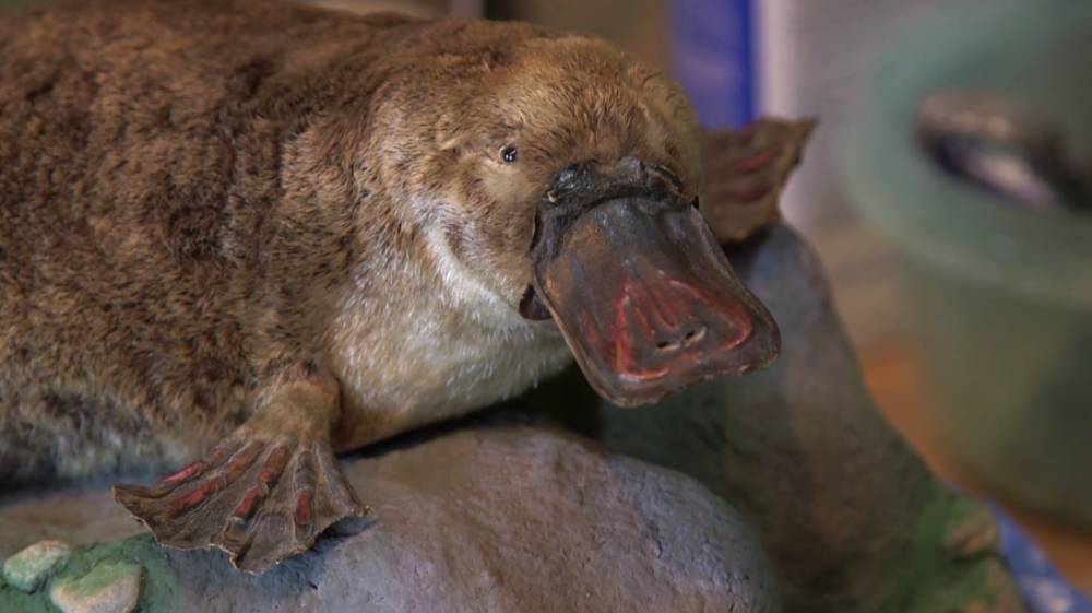 Platipus (Wikimedia Commons/Science History Institute)
