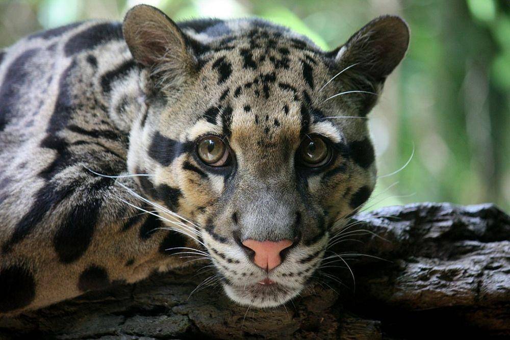 Macan Dahan (Wikipedia/Ltshears)