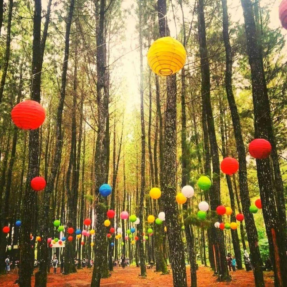 Hutan Pinus Songgon (instagram.com/ eastjavatourism)