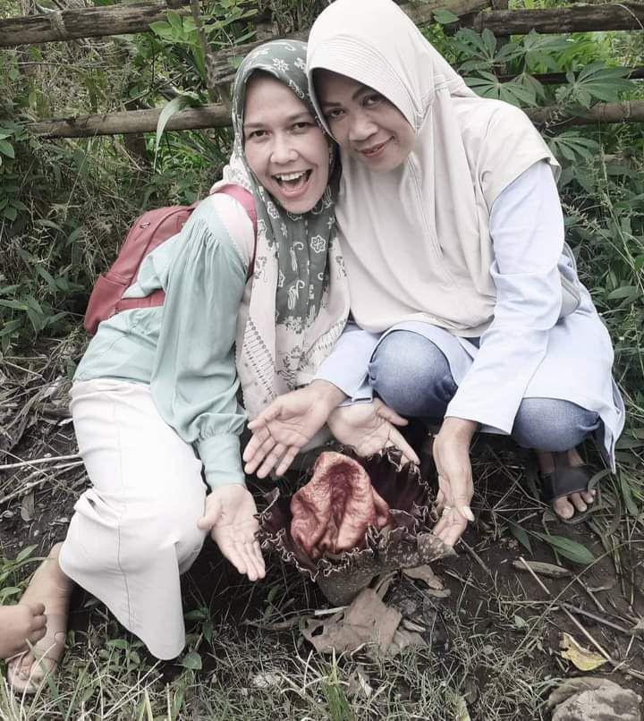 Warga Lahat Kembali Temukan Bungai Bangkai di Pinggir Kebun