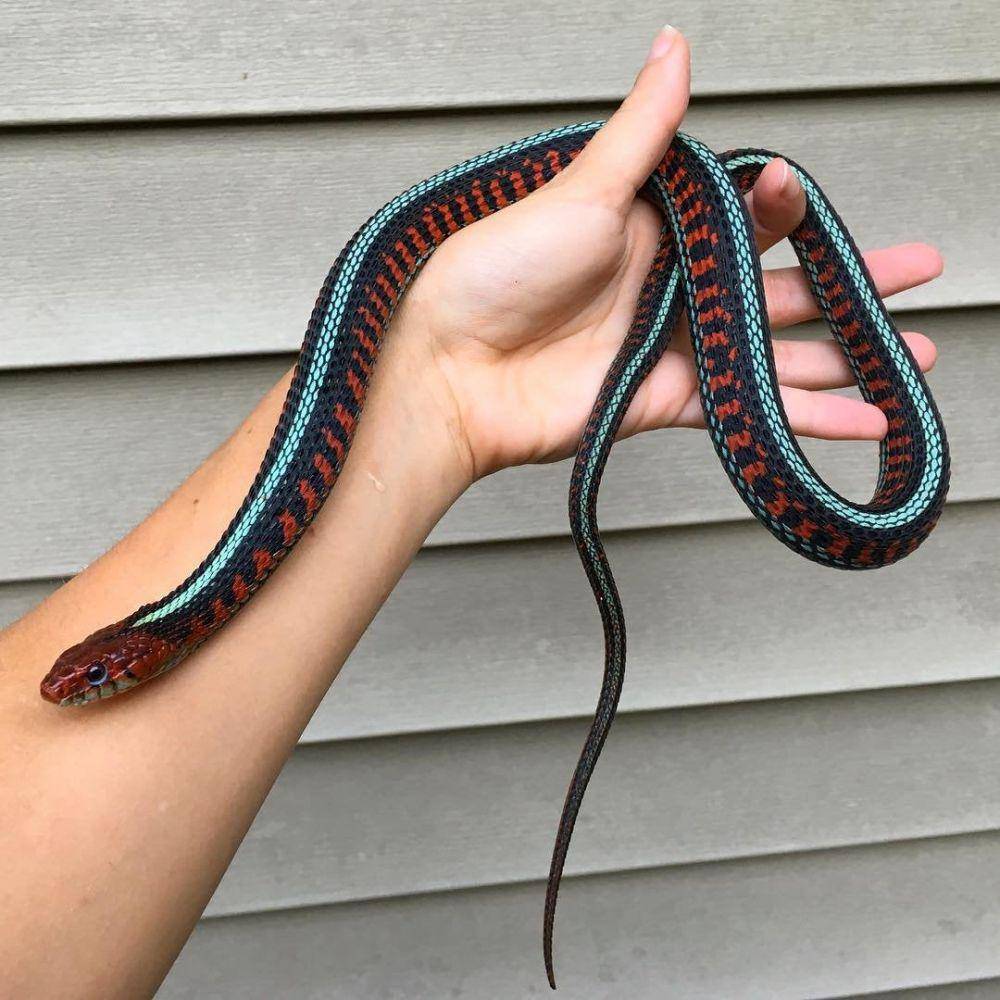 potret menawan seekor hewan (reddit.com/r/NatureIs*******Lit)