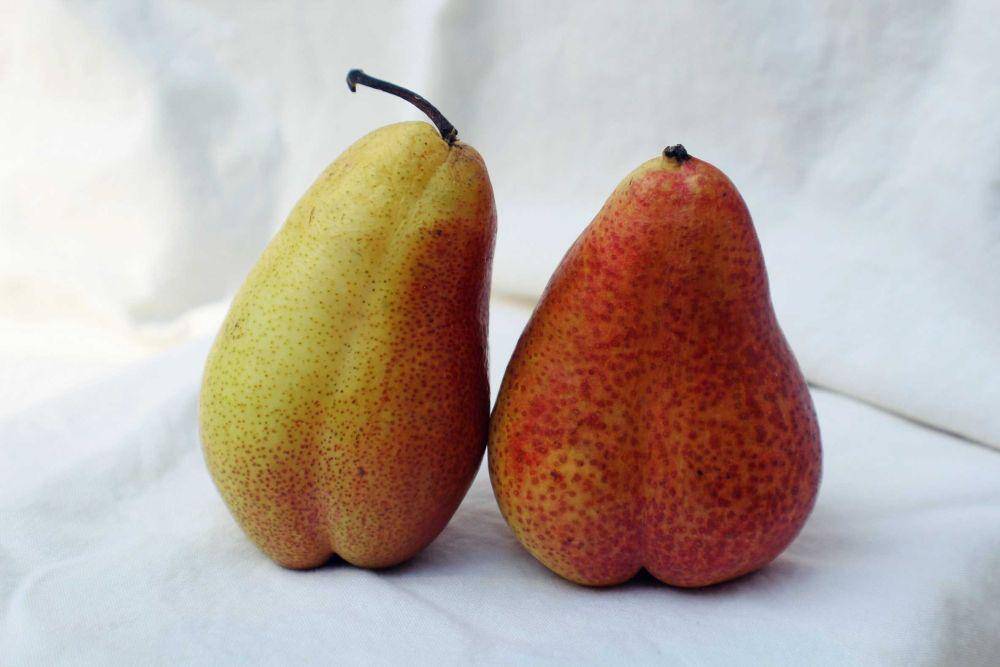 ilustrasi buah pear (unsplash.com/@rebeccamatthews)