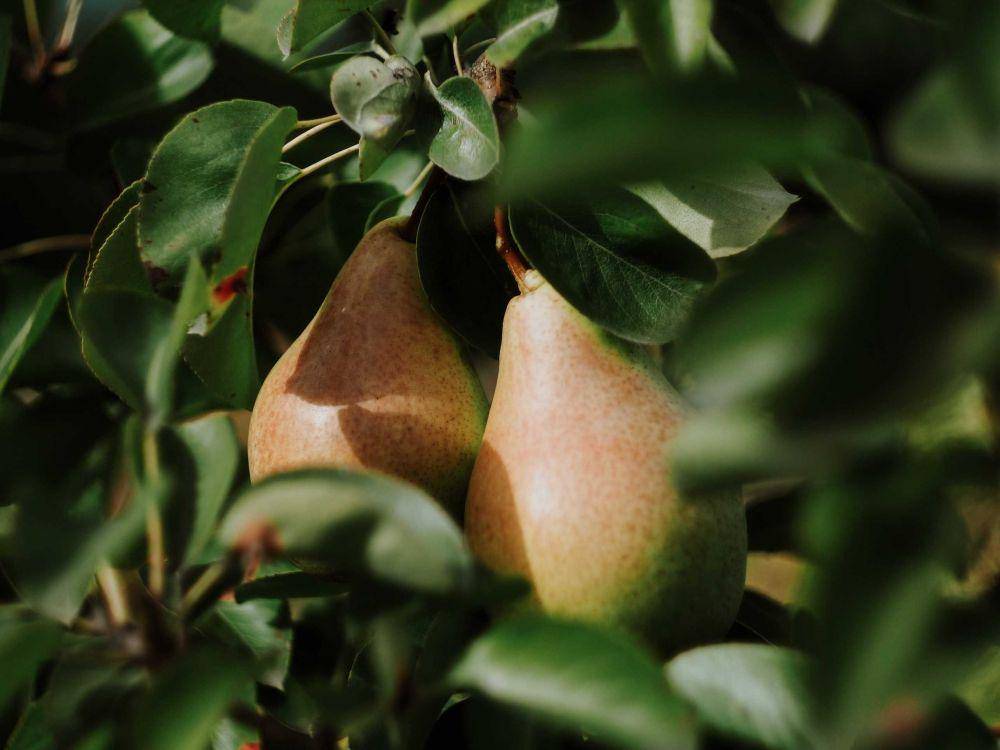 ilustrasi pear (unsplash.com/@dariasha911)
