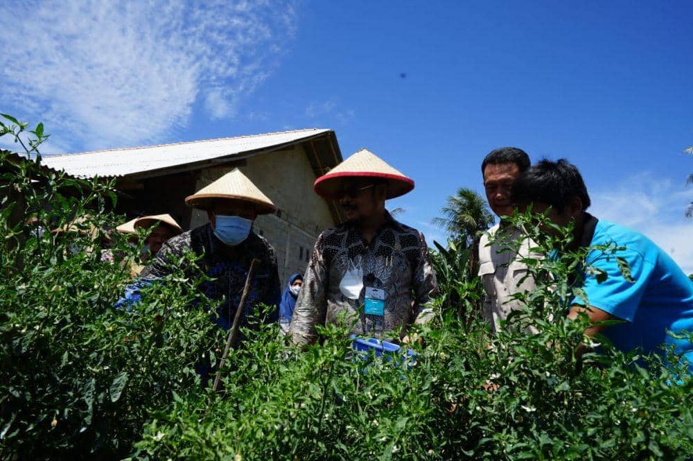 Menteri Pertanian, Syahrul Yasin Limpo, memimpin panen perdana Petani Milenial Kelompok Tunas Tani di Desa Margorejo, Kecamatan Tegineneng, Kabupaten Pesawaran, Lampung (4/9/2022). (Dok. Kementan)