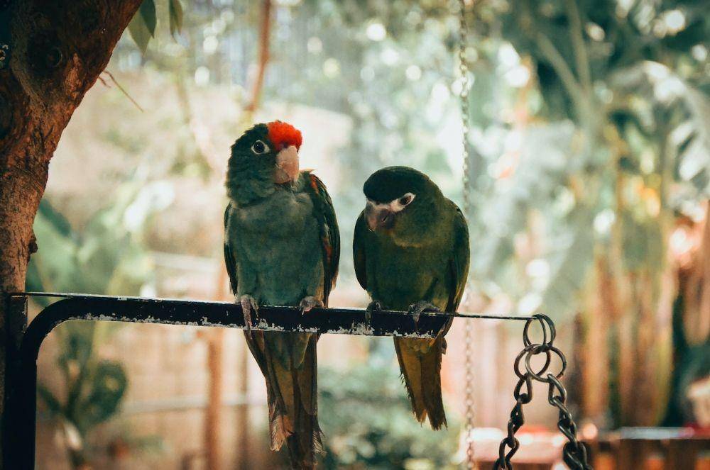 ilustrasi burung parkit (Pexels/Joey Nguyễn)