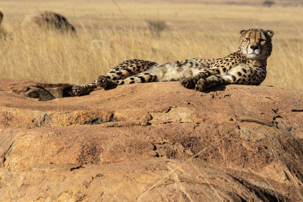 Cheetah (Pexels/Magda Ehlers)