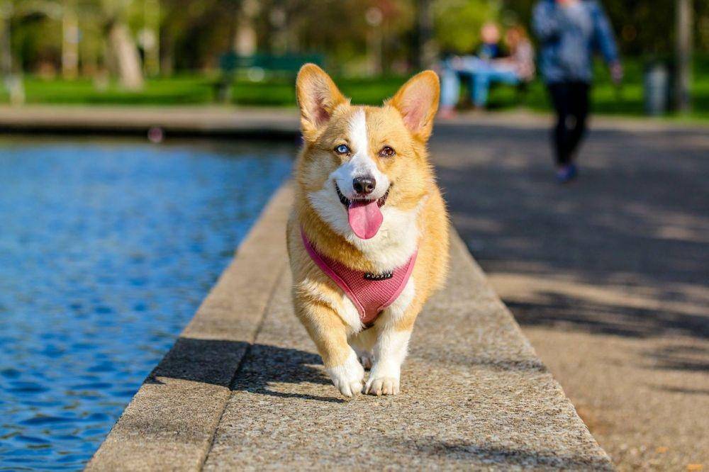 ilustrasi anjing (Pexels/muhannad alatawi)