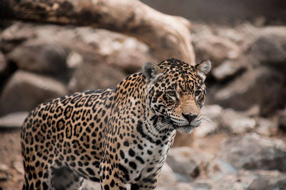 Jaguar (Pexels/Nick Núñez)