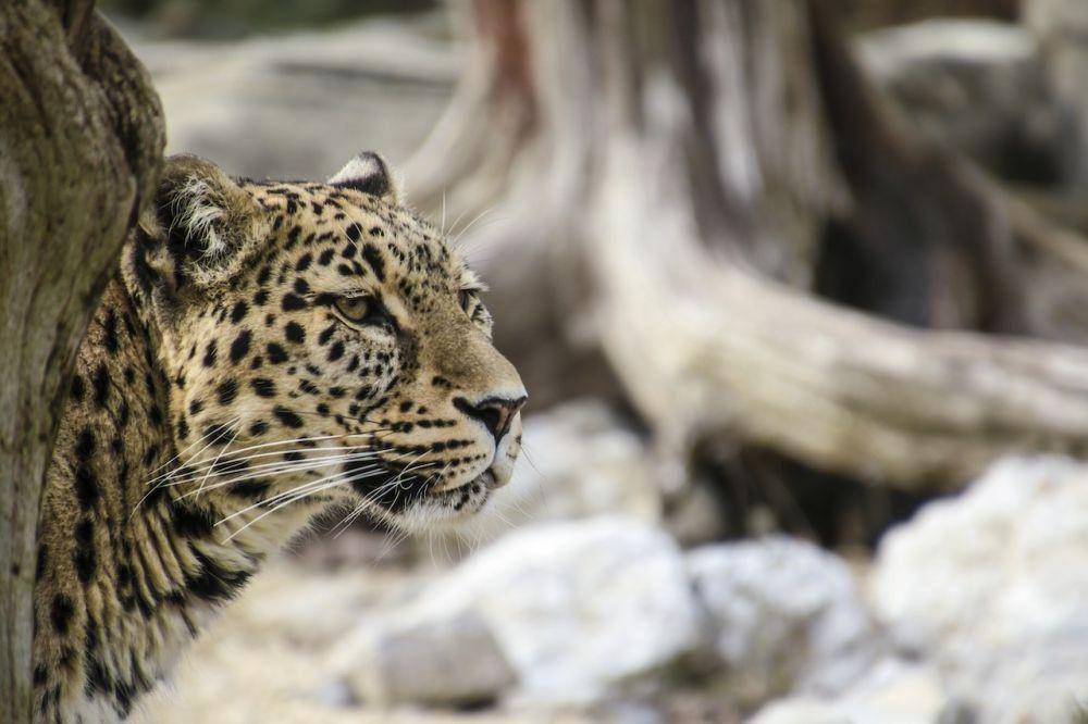 Leopard (Pexels/Pixabay)