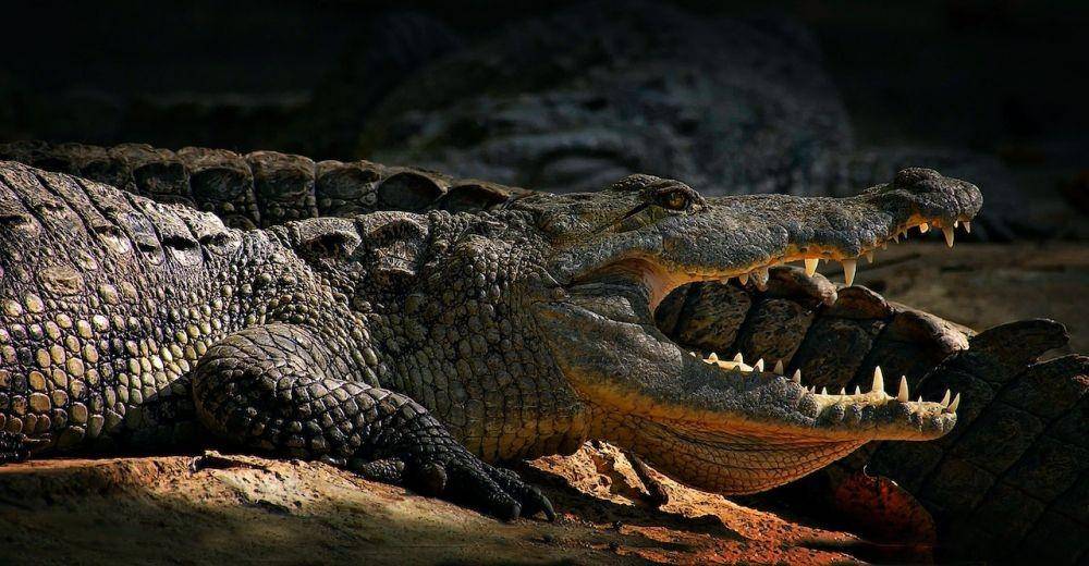 ilustrasi buaya (Pexels/Ray Bilcliff)