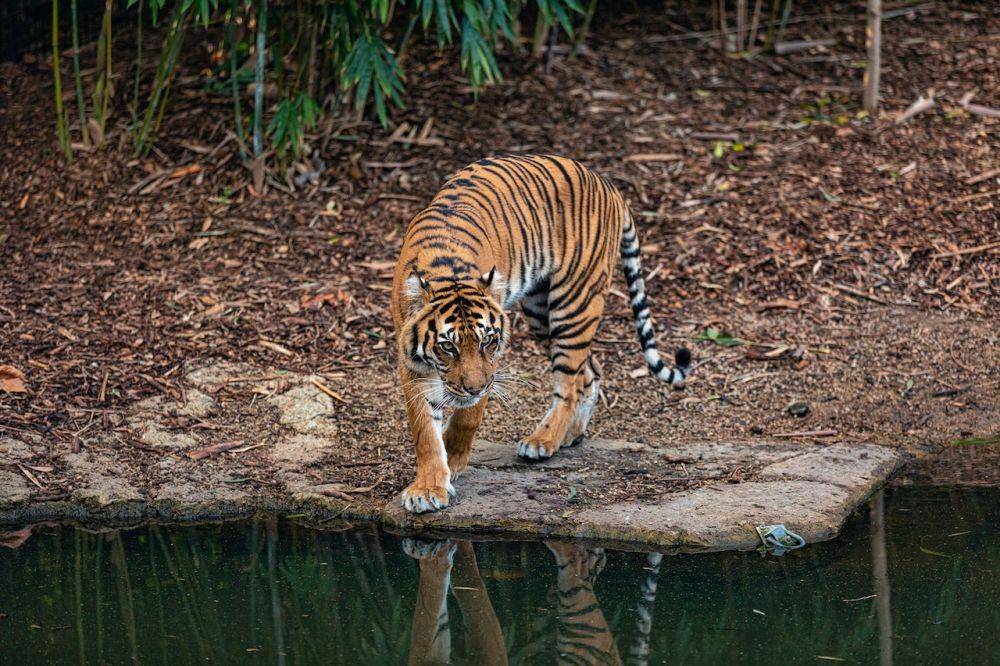 Harimau (Pexels/Robert Stokoe)
