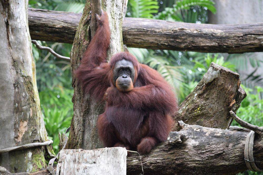 ilustrasi orang utan (Pexels/Sandeep Salwann)
