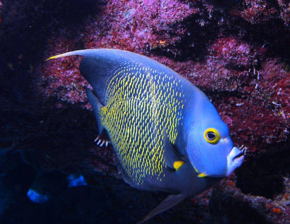 ilustrasi Ikan Bidadari Prancis (Wikimedia Commons/Albert Kok)