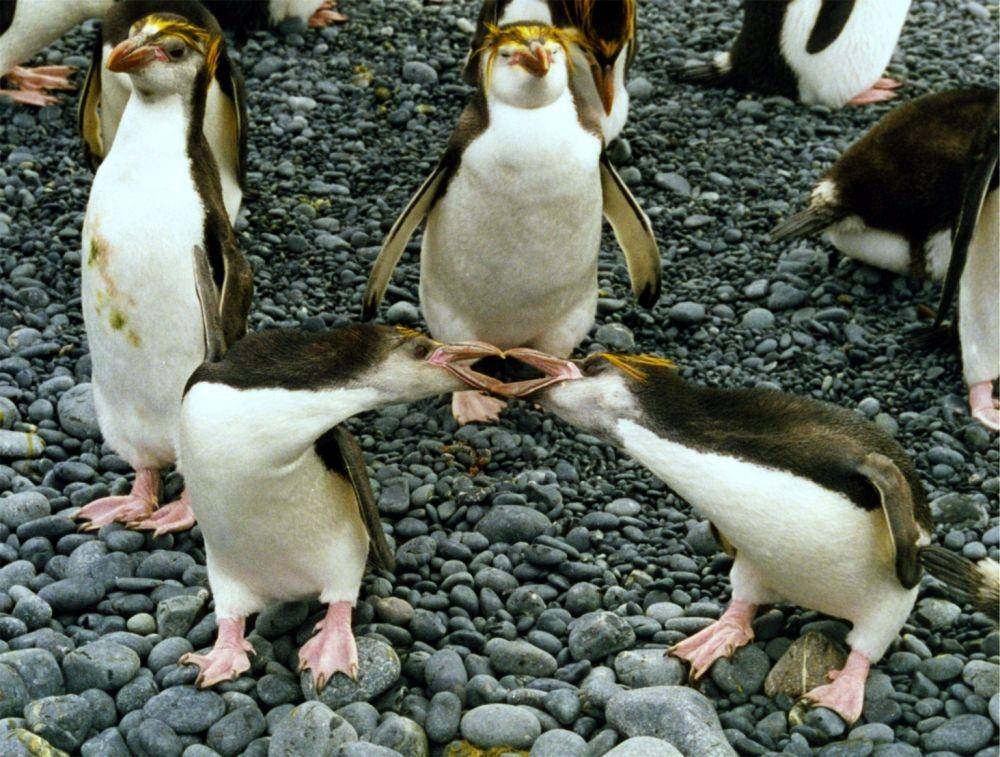 ilustrasi Penguin (Wikimedia Commons/Brocken Inaglory)