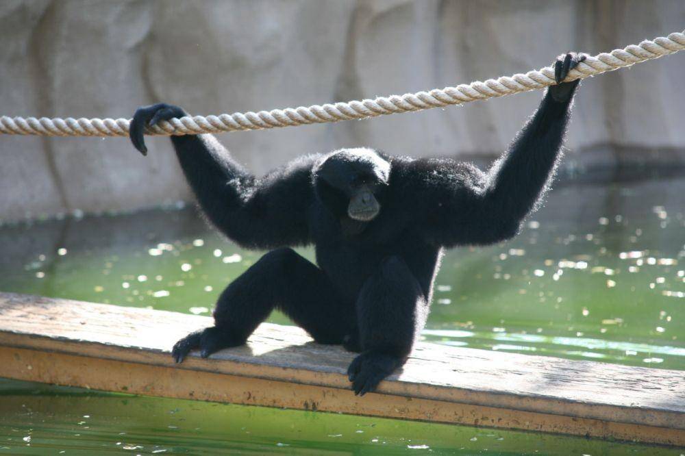 ilustrasi Siamang (Wikimedia Commons/Cliff)