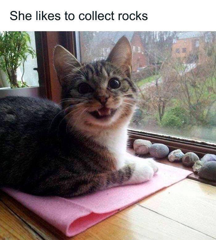 meme kucing (facebook.com/CokedOutCats)