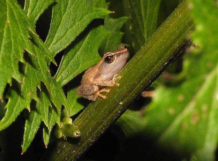 Katak Coqui dari Puerto Rico (Flickr/audreyulloa)