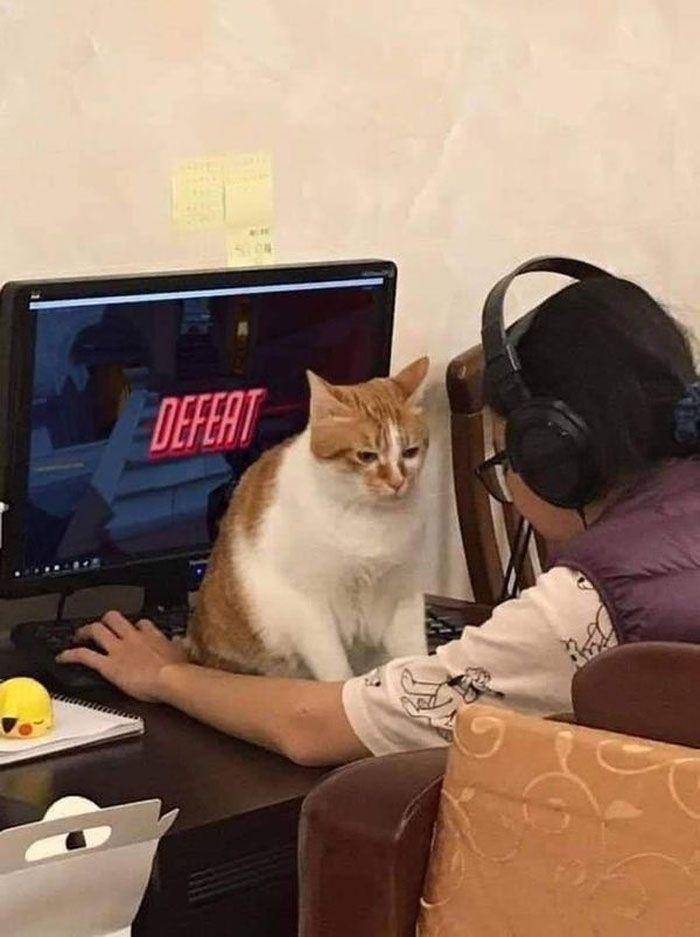 meme kucing (facebook.com/CokedOutCats)