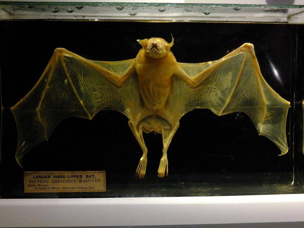 Greater Bulldog Bat (Flickr/B)