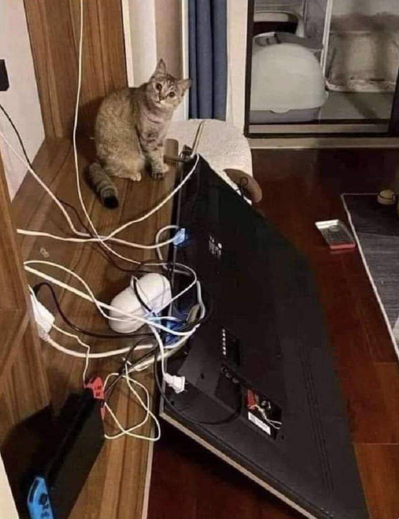 meme kucing (facebook.com/CokedOutCats)