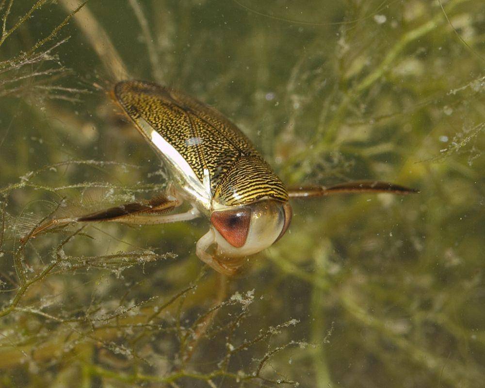 Water Boatman (Flickr/Kentish Plumber)