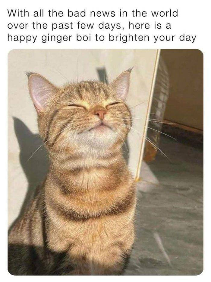 meme kucing (facebook.com/CokedOutCats)