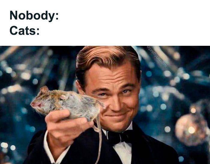 meme kucing (facebook.com/CokedOutCats)