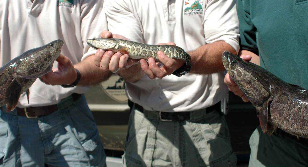 ilustrasi spesies ikan air tawar dalam kelompok Channa (pixnio.com/Billings Brett, USFWS)