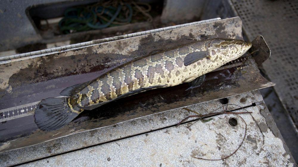 7 Cara Budi Daya Ikan Gabus untuk Pemula, Murah dan Mudah!