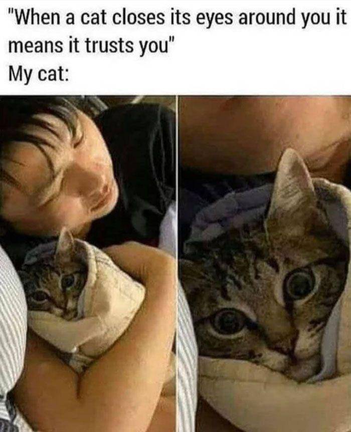 meme kucing (facebook.com/CokedOutCats)