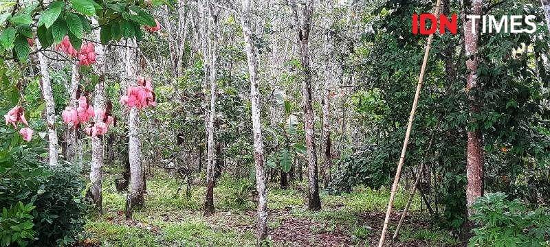 Lahan pekarangan rumah dan kebun milik warga Riko yang masuk dalam patok Badan Bank Tanah (IDN Times/Ervan)