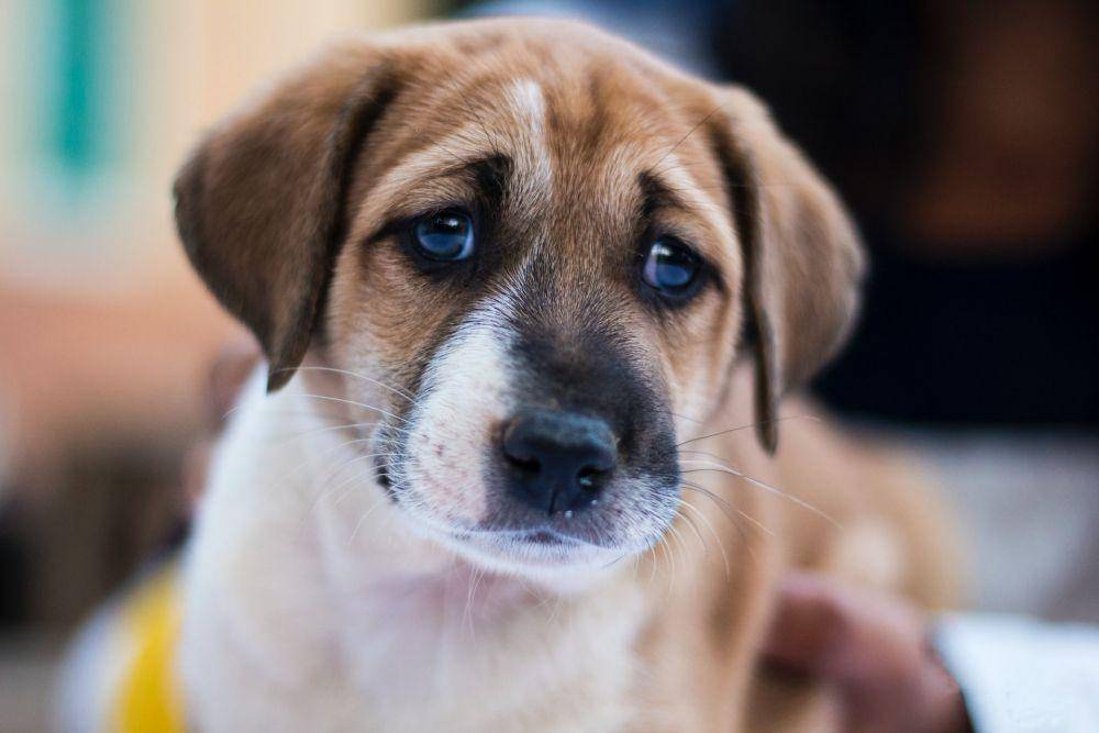 ilustrasi hewan anjing bersedih (Unsplash.com/Bharathi Kannan)