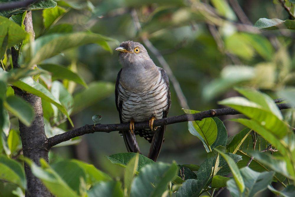 Burung Kukuk (Wikimedia Commons/Creepanta)