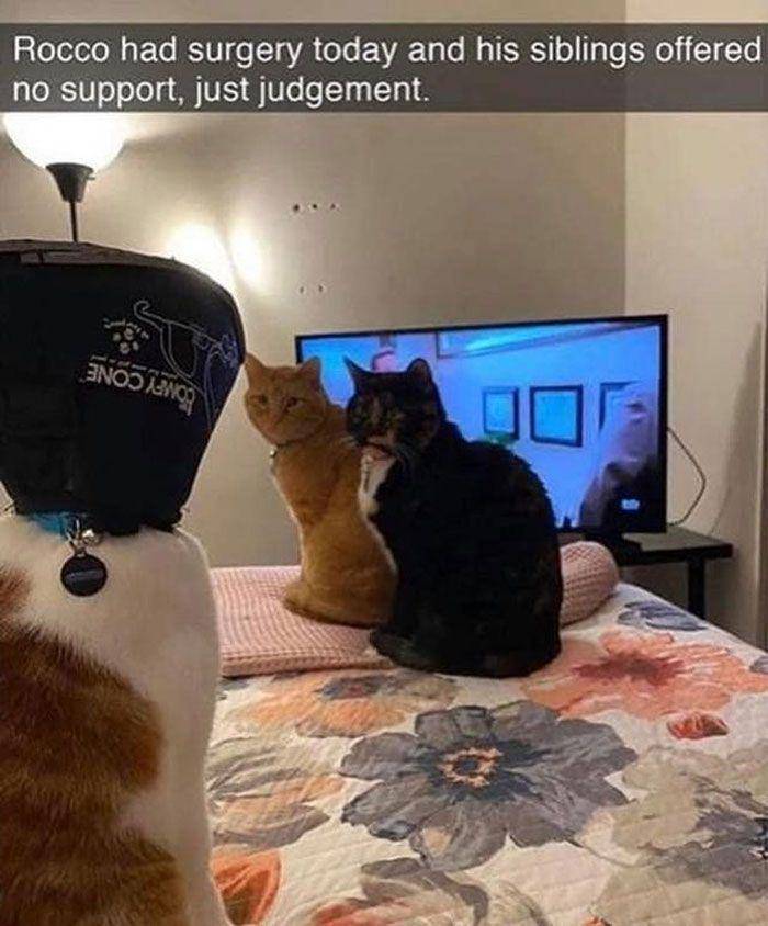 meme kucing (facebook.com/CokedOutCats)
