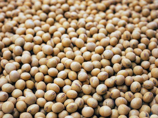 potret kacang kedelai (unsplash.com/Daniela Paola Alchapar)