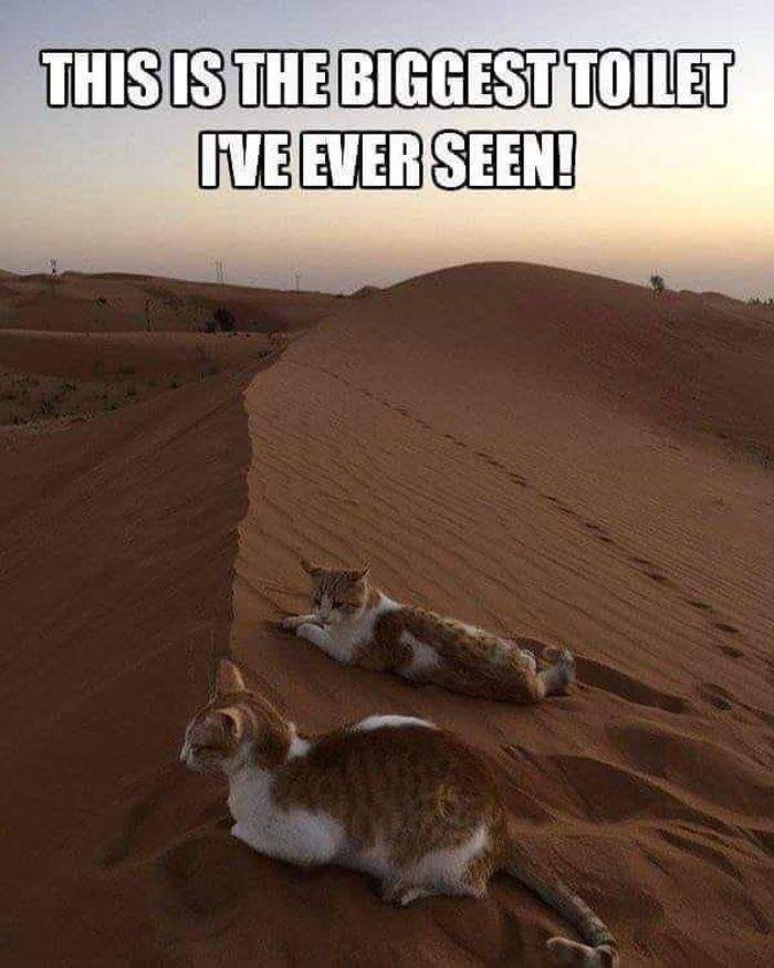 meme kucing (facebook.com/CokedOutCats)