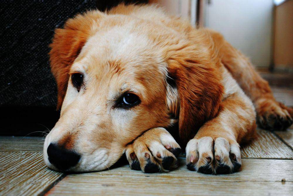 ilustrasi hewan anjing sedih (Pixabay.com/Pexels)