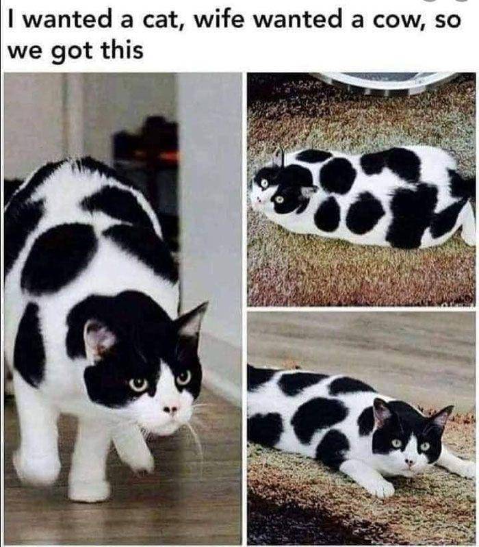 meme kucing (facebook.com/CokedOutCats)