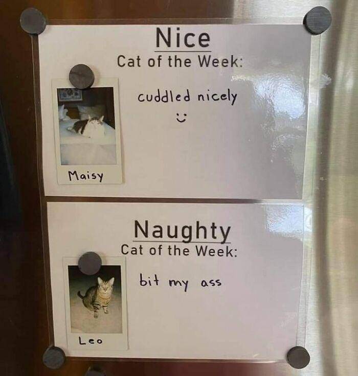 meme kucing (facebook.com/CokedOutCats)