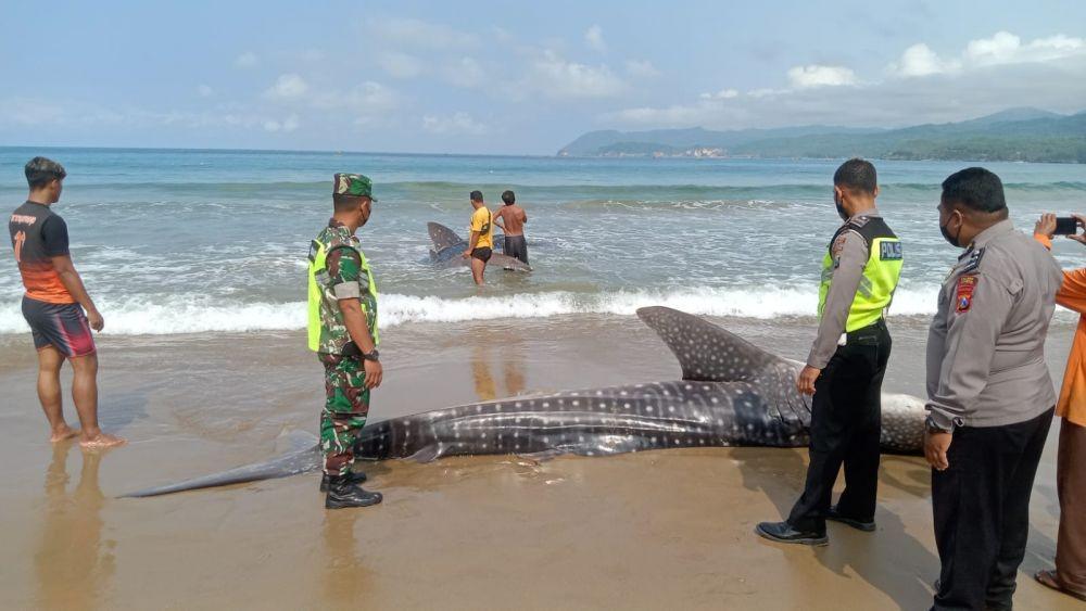 Dua Ekor Hiu Terdampar di Pantai Pacitan