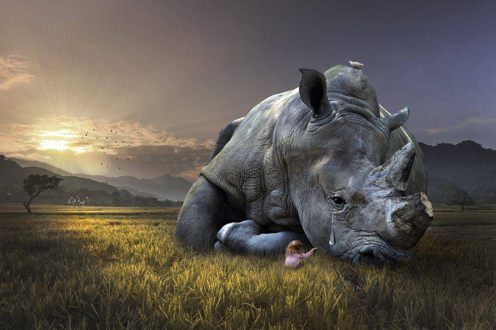 ilustrasi hewan bersedih (Pixabay.com/AD_Images)