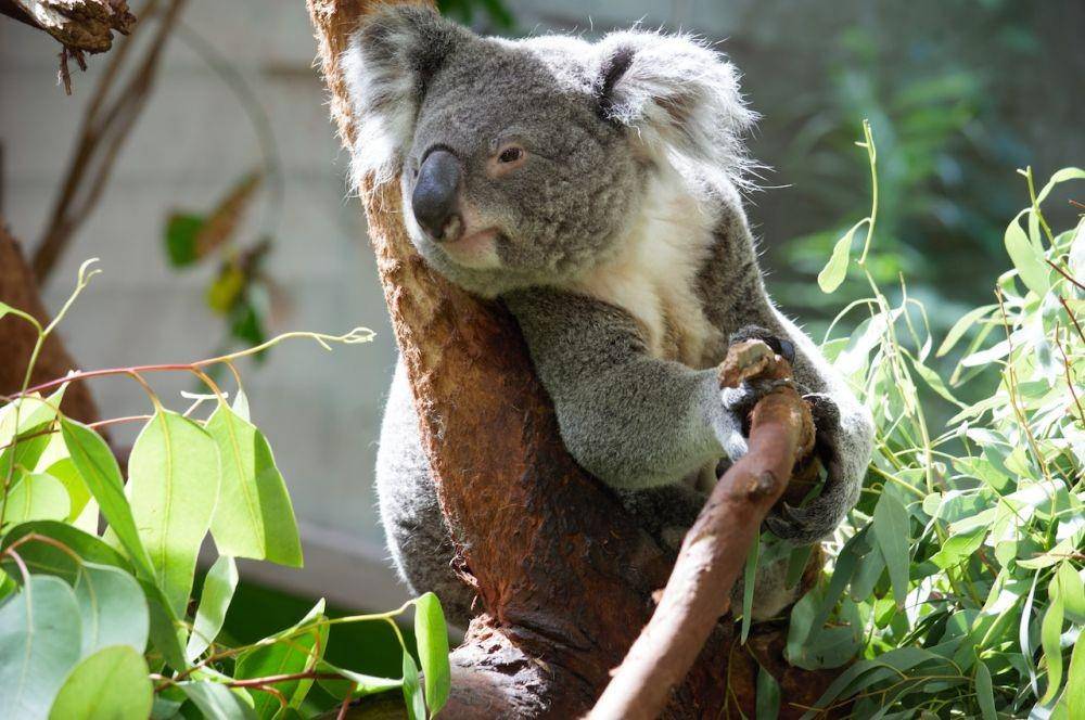 Koala (Pexels/Gilberto Mangual)