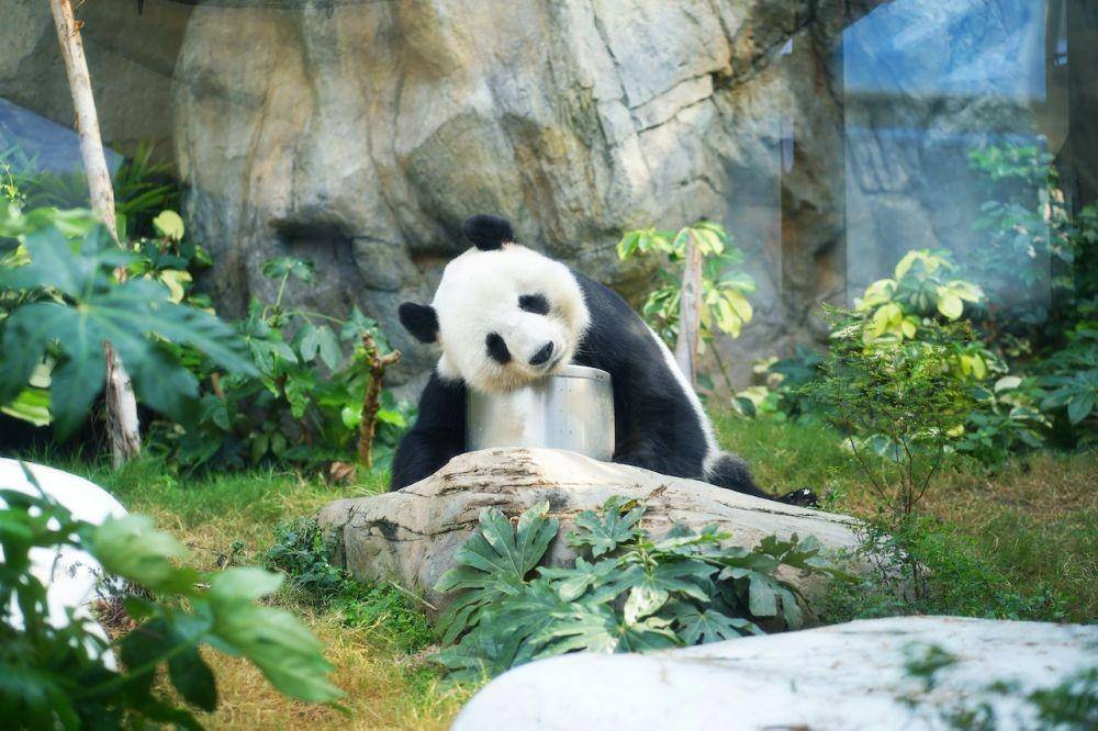 Panda (Pexels/SimplyArt4794)