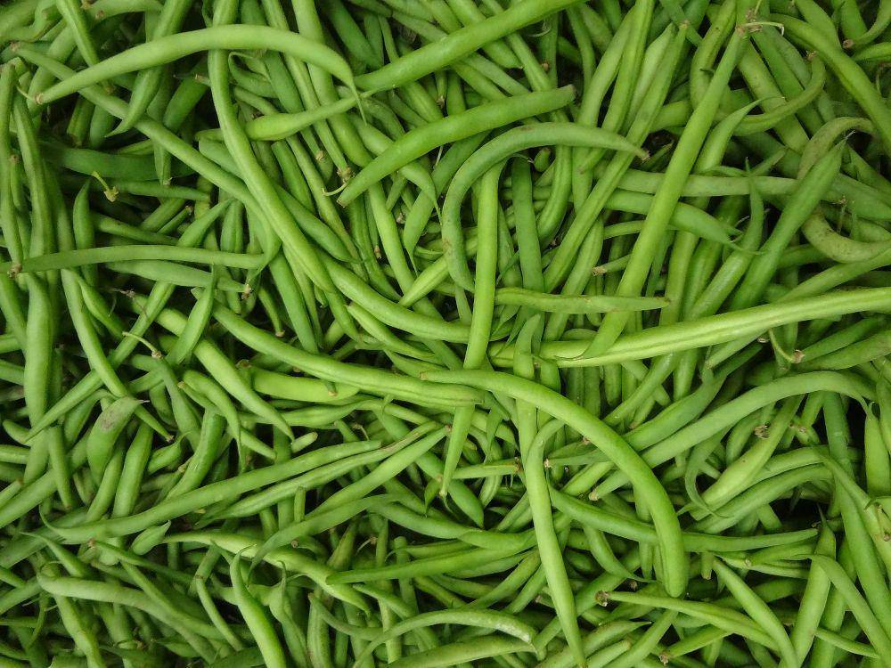 potret buncis (commons.m.wikimedia.org/David Adam Kess)